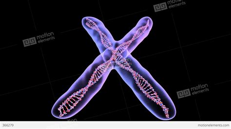 Chromosome 2 Stock Animation | 366279