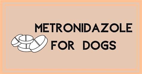 Metronidazole For Dogs - I Love Veterinary