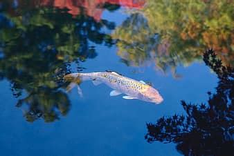 brocade carp, koi, carp, fish, swim, pond, water, white, black, gold, orange | Pikist