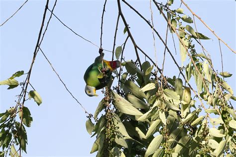 Photo - Black-naped Fruit Dove - Ptilinopus melanospilus - Observation.org