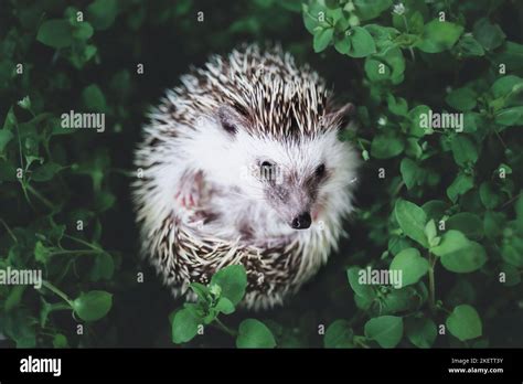 African Pygmy Hedgehog Stock Photo - Alamy