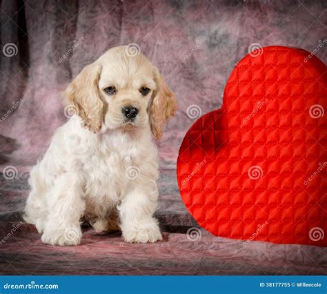 Valentine puppy stock image. Image of breed, holiday - 38177755