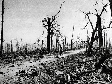 100 Years After WWI, Nature Is Finally Reclaiming A Historic Battlefield | Discover Magazine