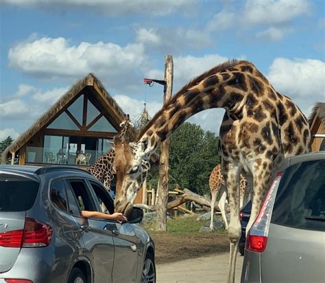 West Midlands Safari Park Christmas 2024 Lok - Livy Sherye