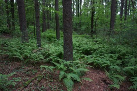 Deer Run | Hopkinton Area Land Trust