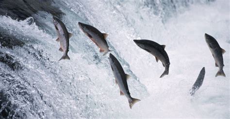 salmon-jumping-in-brooks-falls-2 - Alaska Pictures - Alaska - HISTORY.com