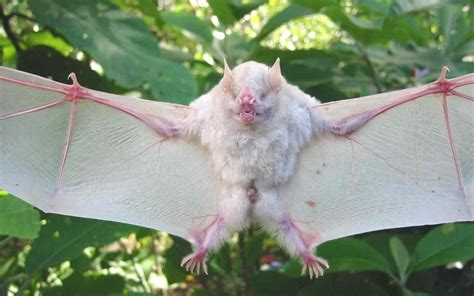 Pin by Moonyeen McCormick on Crazy About Bats | Albino animals, Mammals ...