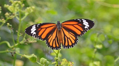 Farfalla monarca: caratteristiche, habitat e curiosità