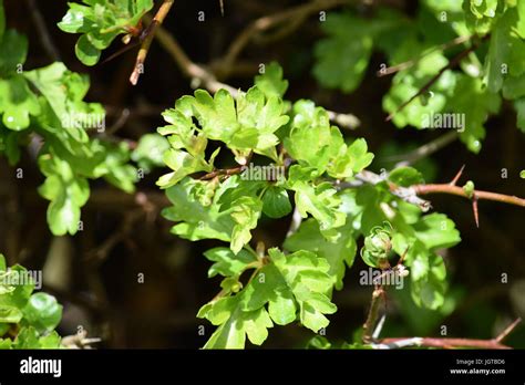 Hawthorn hedge Stock Photo - Alamy