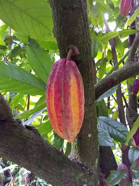 Medium Red Trinitario Cacao Fruit – Montoso Gardens