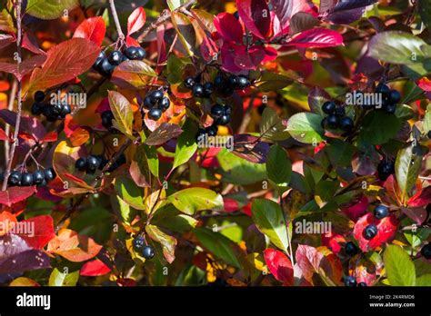 Aronia bush branches in autumn, background photo with black berries or chokeberries. It ...