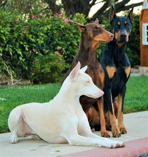 Pin by Sourav on ANIMALES/ANIMALS | Dog breeds, Doberman dogs, Doberman pinscher