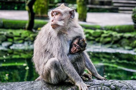 Playing With Bali Monkeys At The Ubud Monkey Forest Sanctuary