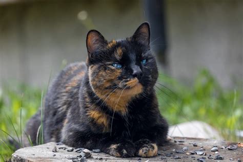 Calico and Tortoiseshell Cat Names | Happy Cat Corner