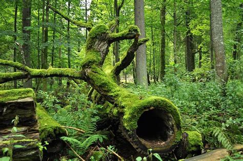 Białowieża Forest - UNESCO Map | Mapotic