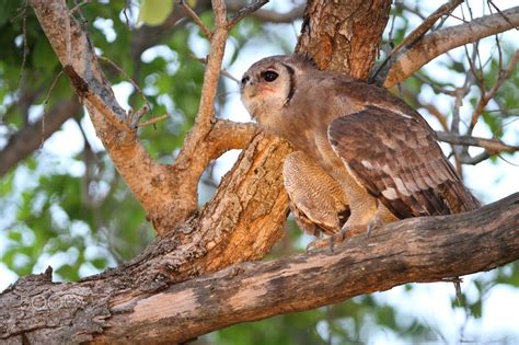 Giant Eagle Owl ( Verreaux's) - One of the largest owl's in Southern Africa, the Verreaux's ...