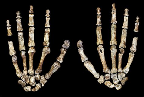 Rare Exhibit Brings 2 Million-Year-Old Human Ancestor Fossils To Perot Museum | Texas Standard