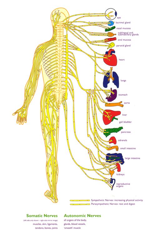 Nervous System Diagram - Nervous System Overview / For instance, the brain is situated within ...