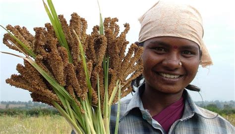 Millet crop is the best solution for climate smart agriculture ...