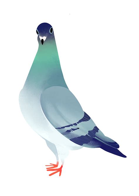 Pigeons pattern on Behance