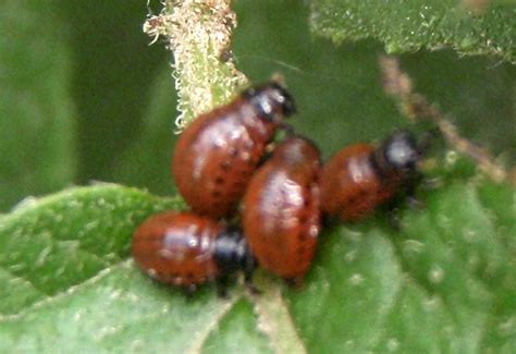 Colorado Potato Beetle: Life Cycle from Bulgaria - What's That Bug?