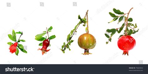 Stages Development Pomegranate From Flower Ripe Stock Photo 79683652 ...