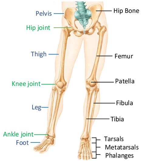 Anatomy of the lower limb [18]. | Download Scientific Diagram