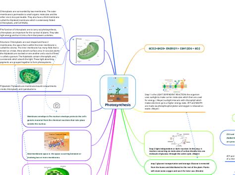 Photosynthesis - Mind Map