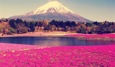 Best Tips To Get The Amazing Tokyo Mount Fuji Views... - God Save The Points