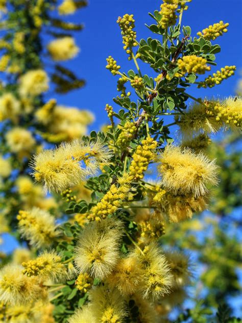 Growing Catclaw Acacias – Catclaw Acacia Uses In The Landscape – Social Insider Online
