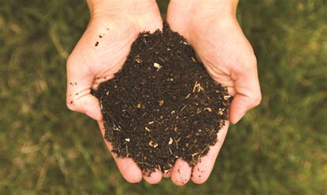 What Can You Compost – New Soil