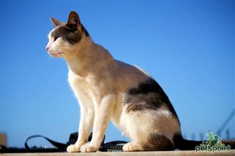 =) Domestic Cat, Greece, Aegean, Islands, Animals, Pictures, Greece Country, Animales, Animaux
