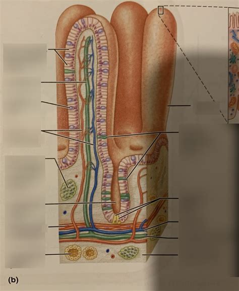 microvilli of small intestine diagram Diagram | Quizlet