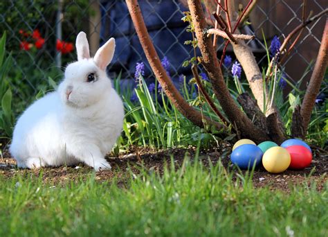 File:Easter bunny.JPG - Wikimedia Commons