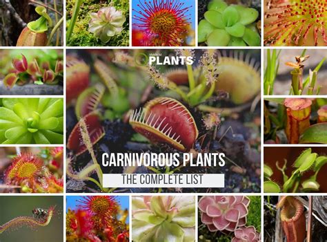 6 Exotic Carnivorous Terrarium Plants | Placement & Pictures