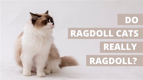 Do Ragdoll Cats Really Ragdoll? | 7 Unknown Ragdoll Cat Facts! | Kitty ...