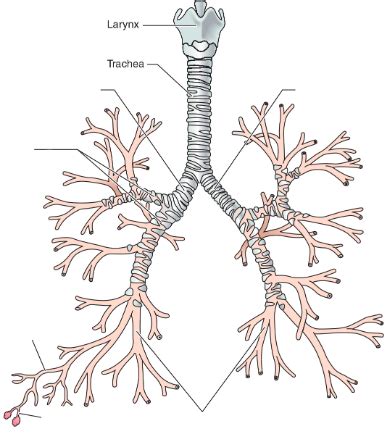 Bronchi and Bronchioles Diagram | Quizlet