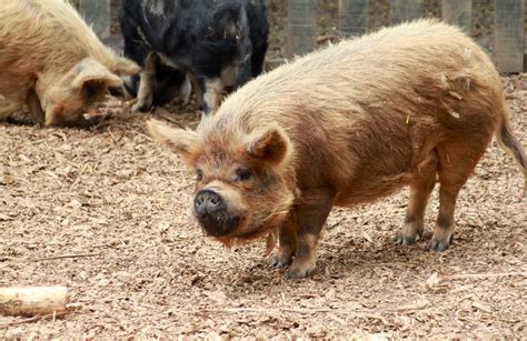 File:Kunekune Pig at Hamilton Zoo.jpg - Wikipedia