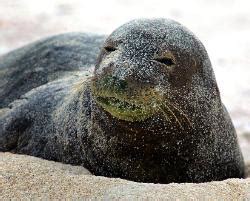 Caribbean monk seal Facts, Habitat, Pictures and Diet