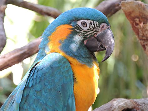 Macaw - Blue-throated Macaw Info - Photo 3