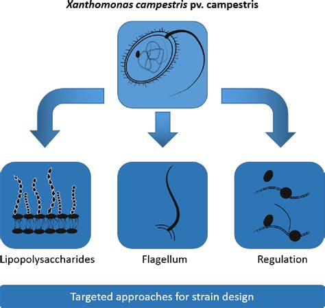 Figure 1-1 from Engineering and characterization of Xanthomonas ...