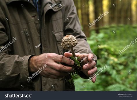 813 Mycologist Images, Stock Photos & Vectors | Shutterstock