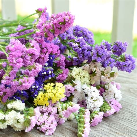 Statice mixed seeds - Limonium sinuatum - 105 seeds – Garden Seeds Market | Free shipping