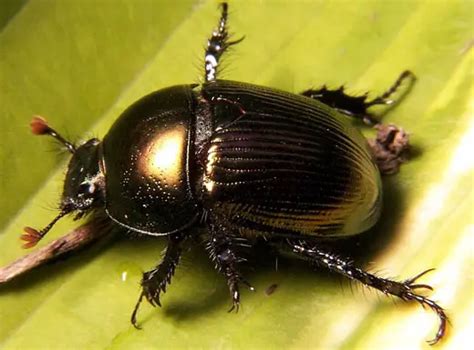 African Dung Beetle - All About The Dung Beetle - Insects