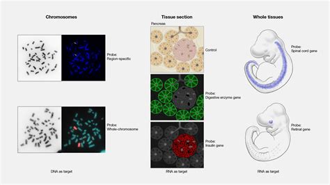 In Situ Hybridization