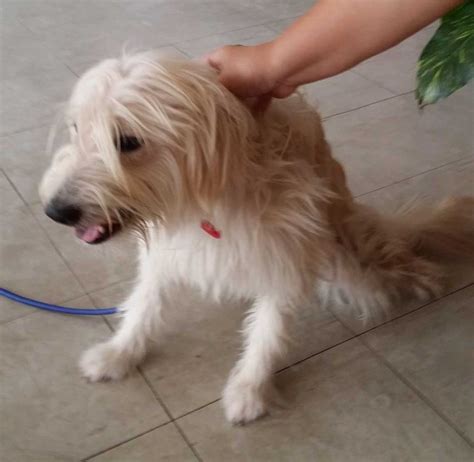 Glen of Imaal Terrier Mix Puppy Adopted - 9 Years 10 Months, Fluffy ...