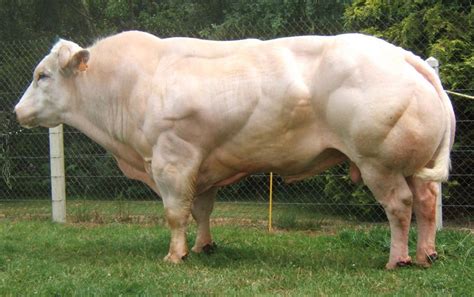 bleu-belge Belgian Blue Cattle, Critical Period, Beef Cattle, Blue Roan, Strong Legs, White ...