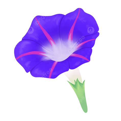 Morning Glory Clipart Transparent PNG Hd, A Blue Morning Glory, Morning Glory, Flowers, Plant ...