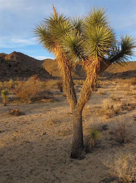 Elevation of Yucca, AZ, USA - Topographic Map - Altitude Map