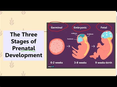 Prenatal Development Chart Poster Laminated | ubicaciondepersonas.cdmx ...